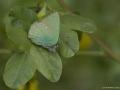 Callophrys herculeana (Büyükzümrüt)
